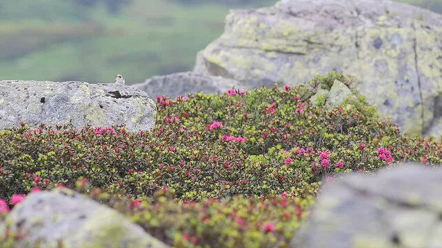 The northern wheatear  in the summer season (Oenanthe oenanthe)	
