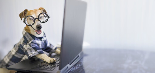 Happy smiling smart dog in nerd glasses wearing plaid shirt. Joke pet using computer. Typing laptop at working desk. long horizontal banner. working hard theme pet Jack Russell terrier 