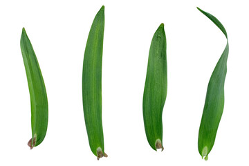 Several garlic leaves isolated on transparent background.