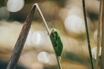 Tiny green tree frog clinging to dry reed in sunny wetland, shallow depth of field. A vibrant green frog perched on a dry reed stalk in a sunlit wetland environment. Close-up, Soft bokeh.