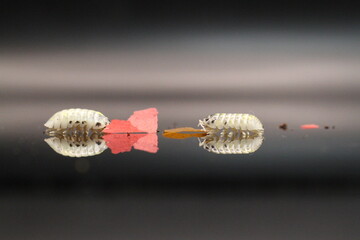 isopods woodlouse pill bugs armadillidium vulgare magic potion