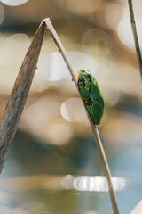 Tiny green tree frog clinging to dry reed in sunny wetland, shallow depth of field. A vibrant green frog perched on a dry reed stalk in a sunlit wetland environment. Close-up, Soft bokeh.