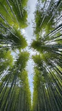 Dense bamboo forest captured from ground looking upward toward faint sky Verti