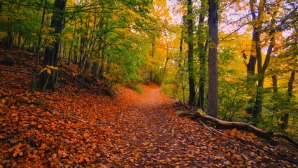 Obraz premium Warm autumn forest trail carpeted with golden leaves Path leading into distance