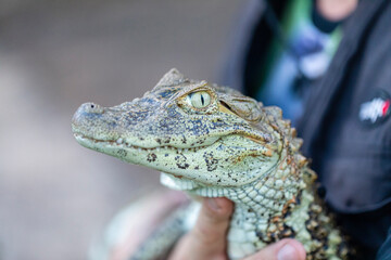 Close up on the yellow crop alligator (Caiman latirostris)