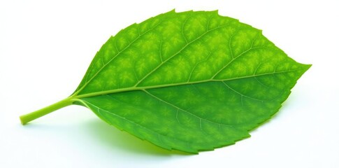 Obraz premium Single leaf with intricate veins on white background, solo, botanical