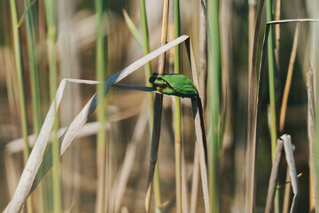 Tiny green tree frog clinging to dry reed in sunny wetland, shallow depth of field. A vibrant green frog perched on a dry reed stalk in a sunlit wetland environment. Close-up, Soft bokeh.