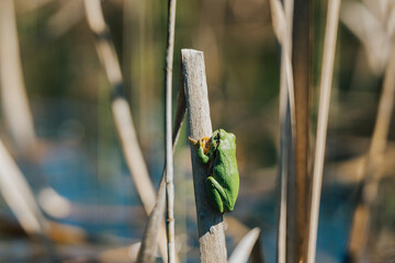 Tiny green tree frog clinging to dry reed in sunny wetland, shallow depth of field. A vibrant green frog perched on a dry reed stalk in a sunlit wetland environment. Close-up, Soft bokeh.