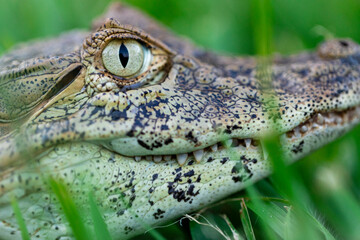 Close up on the yellow crop alligator (Caiman latirostris)