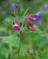 Beautiful close-up of pulmonaria officinalis