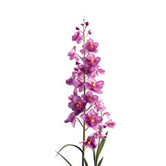 Obraz premium Vibrant Purple Orchid Blossom on Green Transparent background