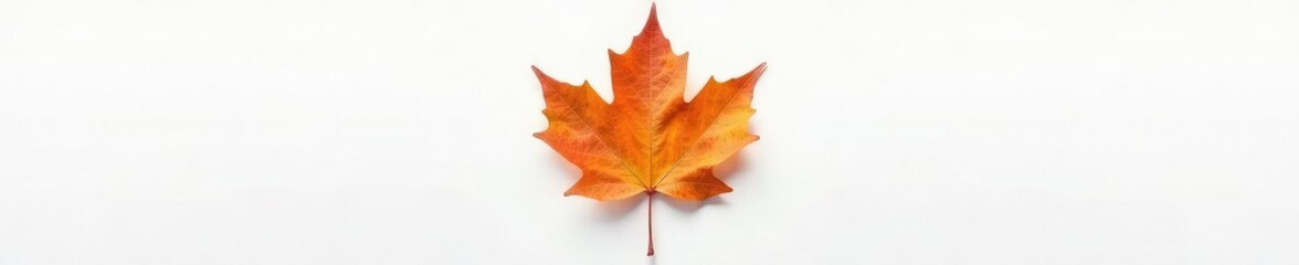 Fototapeta premium Single maple leaf on a white background with subtle veins, garden, maple