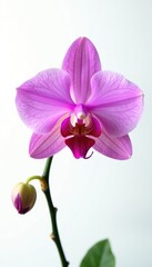 Fototapeta premium Single orchid isolated on white background with light, closeup, nature