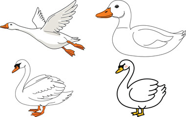Waterfowl Illustrations with Goose, Duck, and Swans