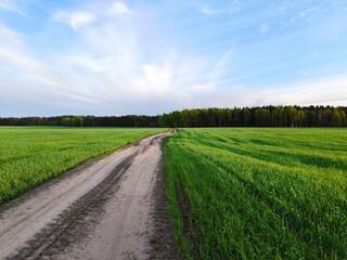 Obraz premium rural road in the middle of a green meadow. Beautiful green meadow, surrounded by a spring forest. Bright, lush, green natural landscape.