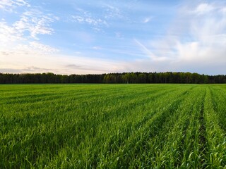 Obraz premium Beautiful Landscape nature background image of spring nature with surrounded by trees against a blue sky sunny day. Lush green field