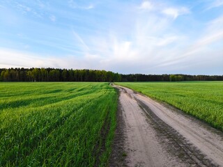 rural road in the middle of a green meadow. Beautiful green meadow, surrounded by a spring forest. Bright, lush, green natural landscape.