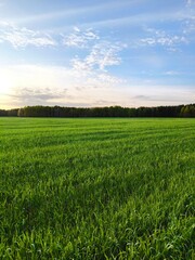 Beautiful Landscape nature background image of spring nature with surrounded by trees against a blue sky sunny day. Lush green field. vertical