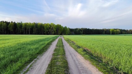 rural road in the middle of a green meadow. Beautiful green meadow, surrounded by a spring forest....