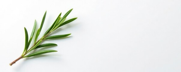 Obraz premium Single sprig of rosemary isolated on white paper, garden, nature