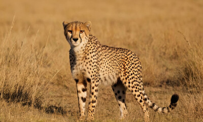 Naklejka premium A solitary cheetah standing in an open field, ready to pounce