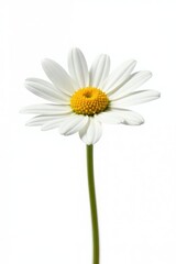 Single white daisy isolated on white background, flowers, blooms, petals