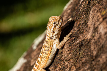 Close up on pogona sunbathing, beautiful animal