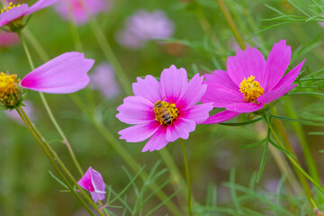 Fototapeta premium コスモスとミツバチの秋