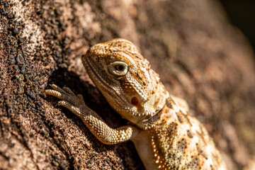 Close up on pogona sunbathing, beautiful animal