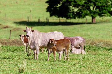 Obraz premium Herd grazing on a beautiful sunny day