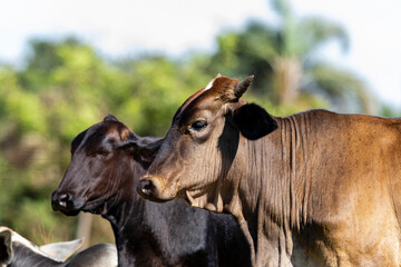 Cattle, or cows, are the most common type of large domesticated ungulates. They are a prominent...