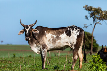 Portrait of an ox confined in the auction stall stable