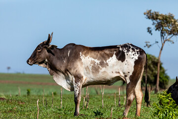 Portrait of an ox confined in the auction stall stable