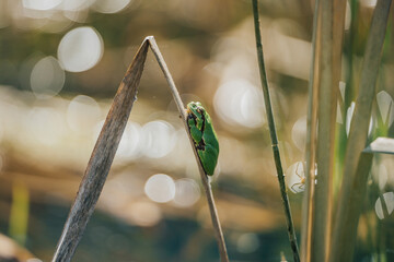 Tiny green tree frog clinging to dry reed in sunny wetland, shallow depth of field. A vibrant green frog perched on a dry reed stalk in a sunlit wetland environment. Close-up, Soft bokeh.