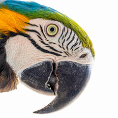 Beautiful Macaw Canind&eacute; (Ara ararauna) in white background