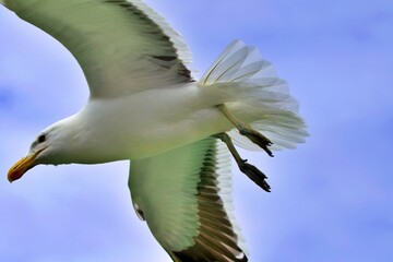 Nahaufnahme Möve im Flug
