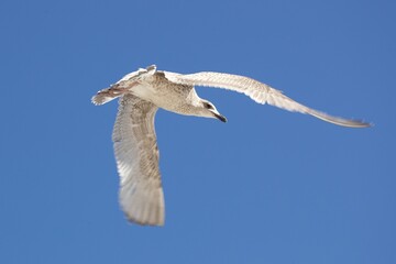 Nahaufnahme Möve im Flug