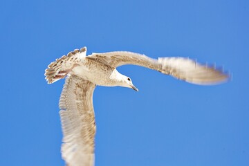 Möwe im Flug