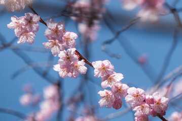 青空に早咲きのハツミヨザクラ　公園に春の訪れ　