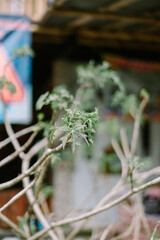 Papaya plant growing at home in a blurry outdoor setting
