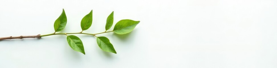 Naklejka premium Thin branch with leaves in a minimalist setup on white, greenery, nature