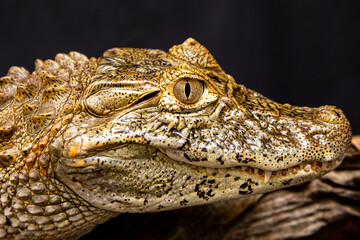 Alligator on black background (Caiman latirostris)