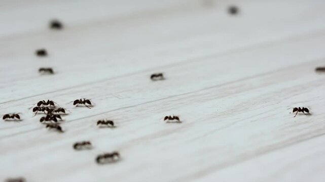 Black Ants Crawling on White Wood Surface - Numerous small black ants are seen crawling across a clean