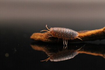 isopods woodlouse pill bugs merulanella sp vietnam