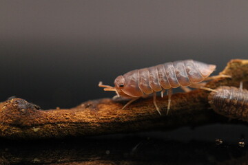 isopods woodlouse pill bugs merulanella sp vietnam
