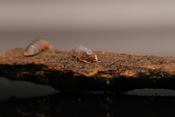 isopods woodlouse pill bugs merulanella sp vietnam