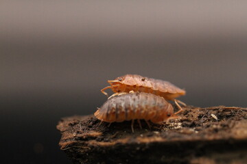 isopods woodlouse pill bugs merulanella sp vietnam