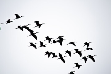 Flock of glossy Ibis (Plegadis falcinellus) flying on white sky background. Bird, animal idea concept. Ornithology. Copy space, blank, empty. Grainy, noisy. 