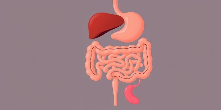 Flat vector illustration of the human digestive system, showing organs including liver, stomach, intestines, pancreas, gallbladder, and appendix , medical graphic,  human biology