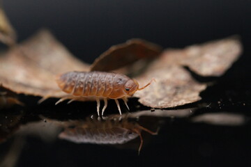 isopods woodlouse pill bugs merulanella sp vietnam